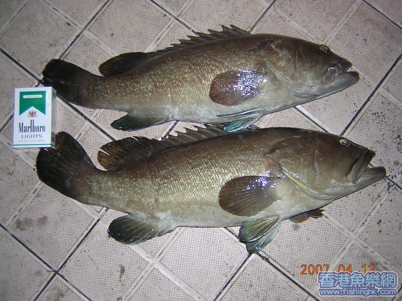 油班 x 2