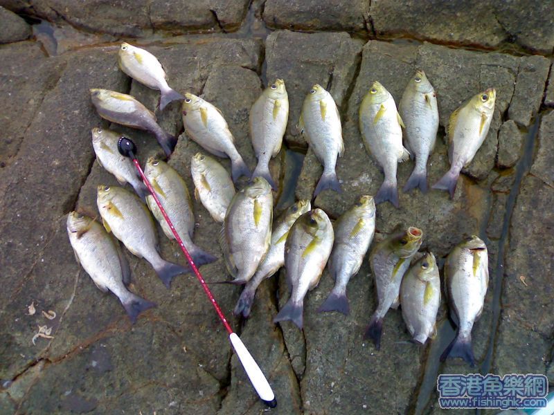 fish