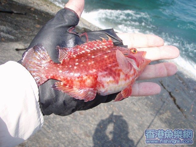 色彩豔麗的外道