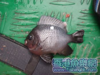 你知道什么鱼吗?