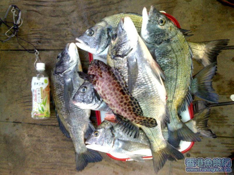 釣到黑沙嘞