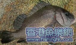 鐵鱗3.jpg