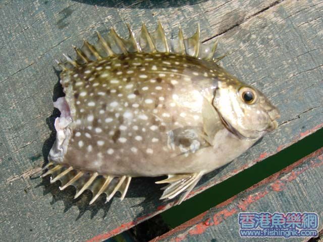 條老泥好大條下咖