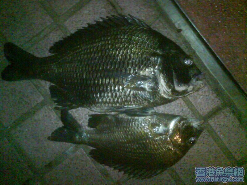 三磅牛屎＋一磅