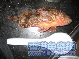 大石崇