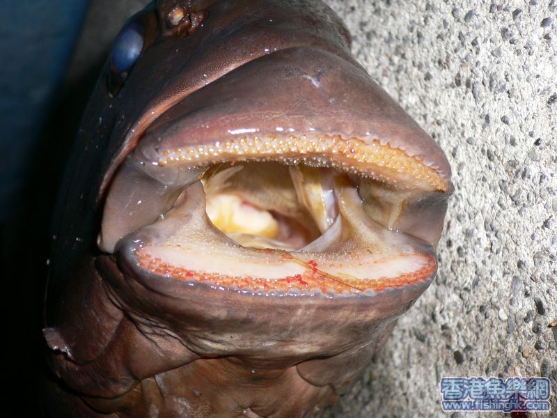 50cm大口排黑毛