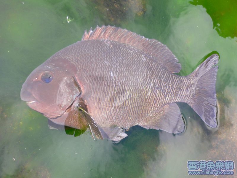 50cm大口排黑毛