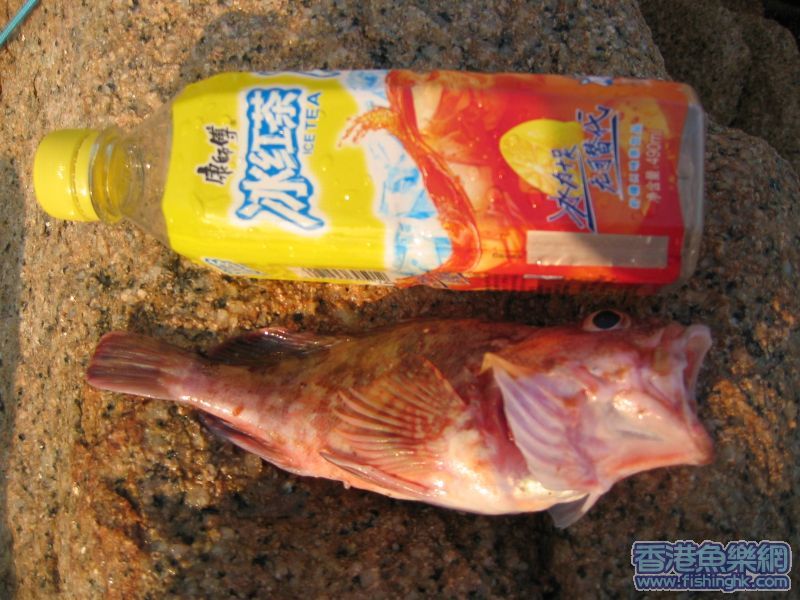在大頭州釣的