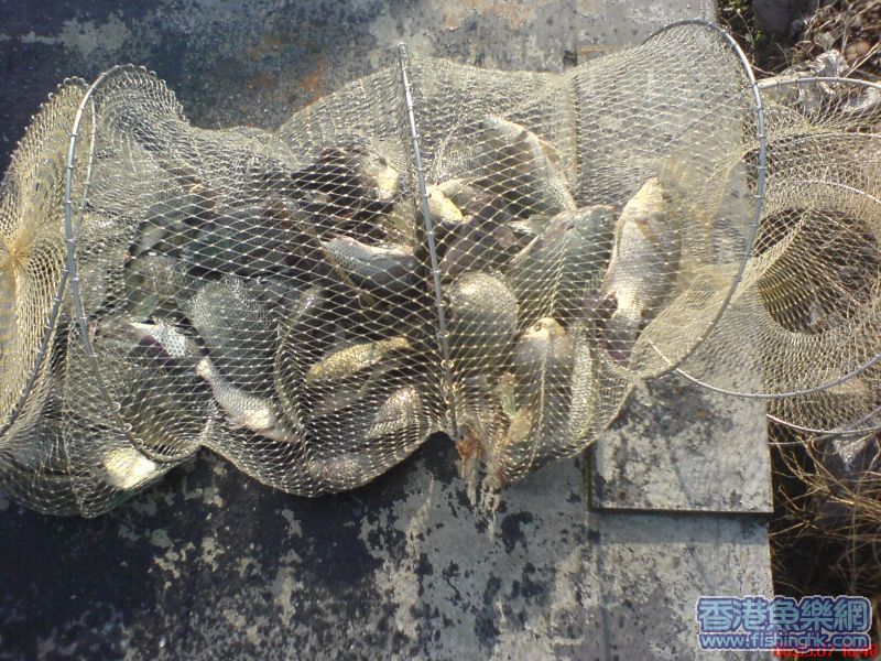 魚穫(羅非&白鯽)