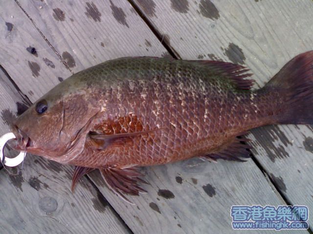 20070512203a.jpg