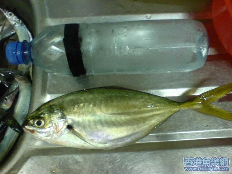 DSC02817.JPG