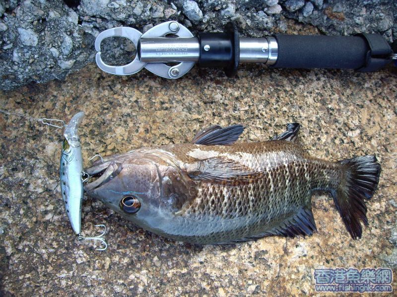 26cm小紅(已放生)