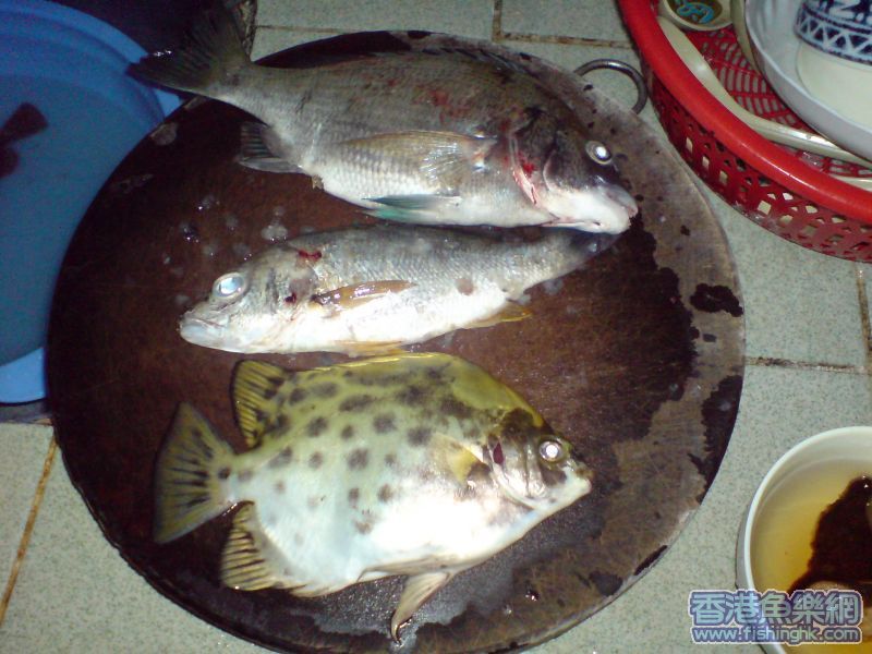 DSC00084.JPG