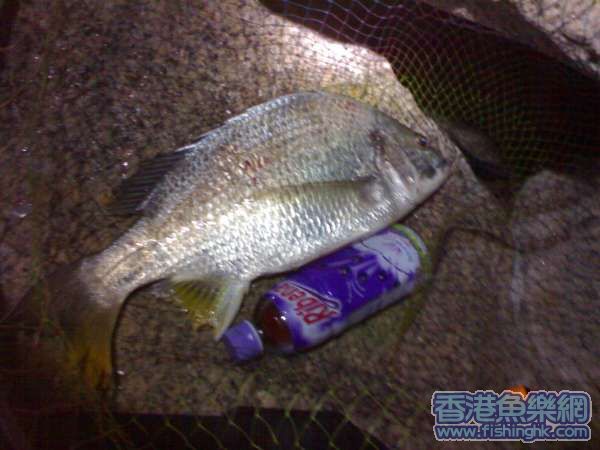 剛剛上水個樣