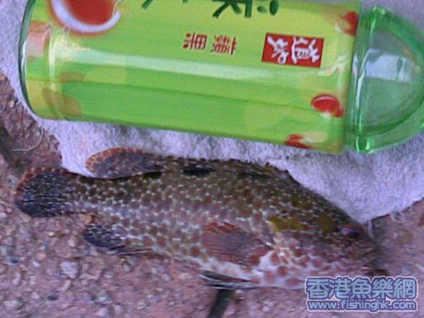 花頭枚