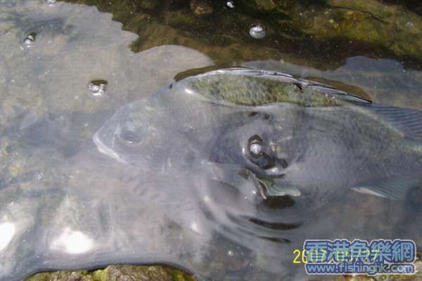 俺二天各上2鲷,N虎头(只留PP没要鱼).