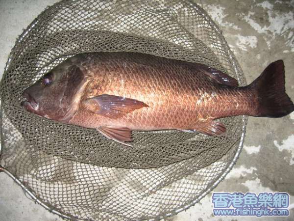 IMG_2613.jpg