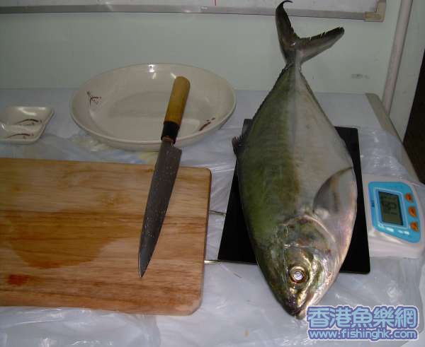 老友中的，會內當日最大之青磯，正準備開剌身，不但好力仲非常好食。
