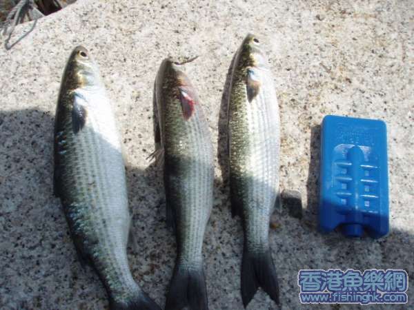 大約1斤,斤半,兩斤