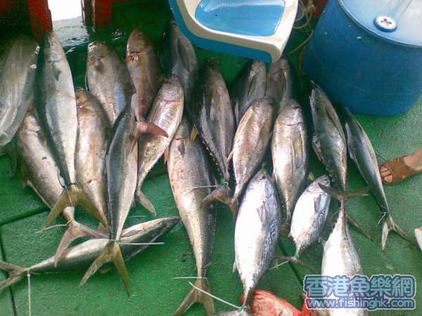 27/5 個人魚獲