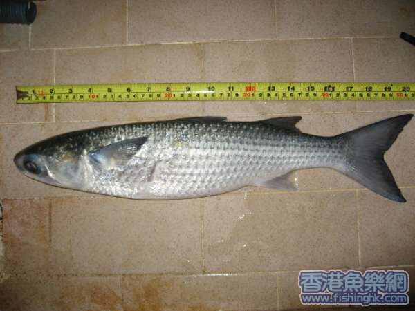 照片 533.jpg