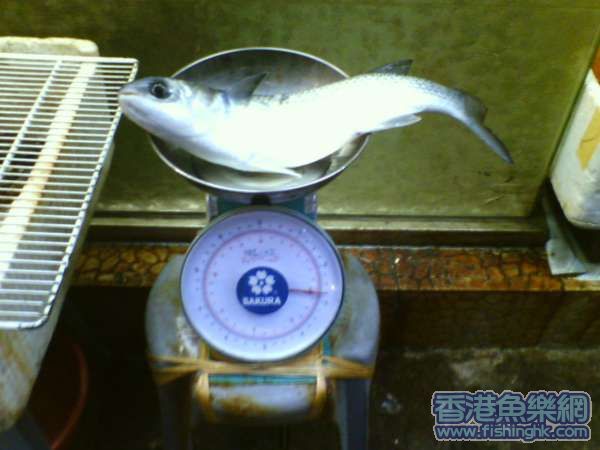 照片 531.jpg