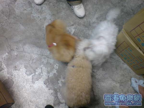三劍俠?咬耳仔?