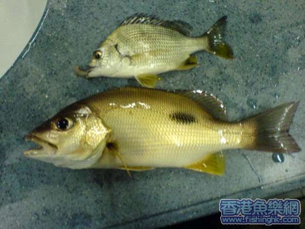 魚仔