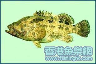 老虎斑!!!!