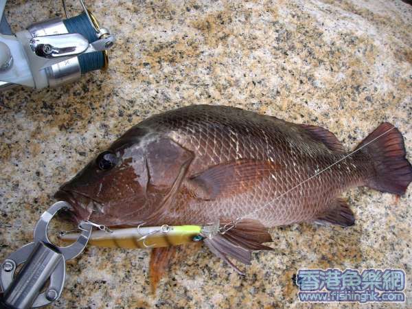 37cm (已放生)