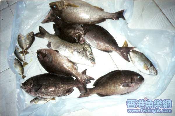掃瞄0036.jpg