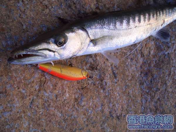 海狼仔
