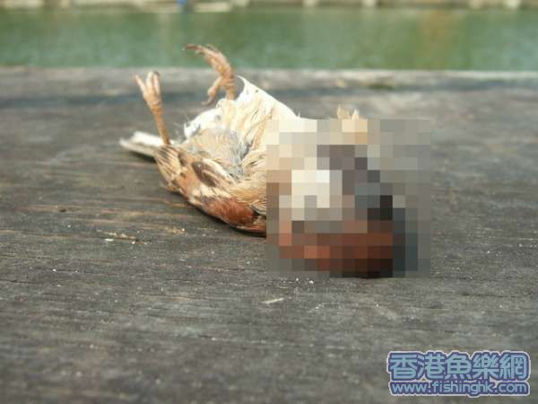 安息啦