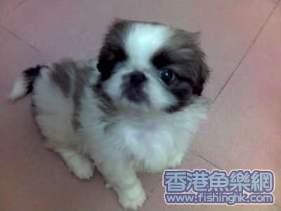小可愛