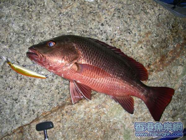 43 cm, 1240 g   紅鮋