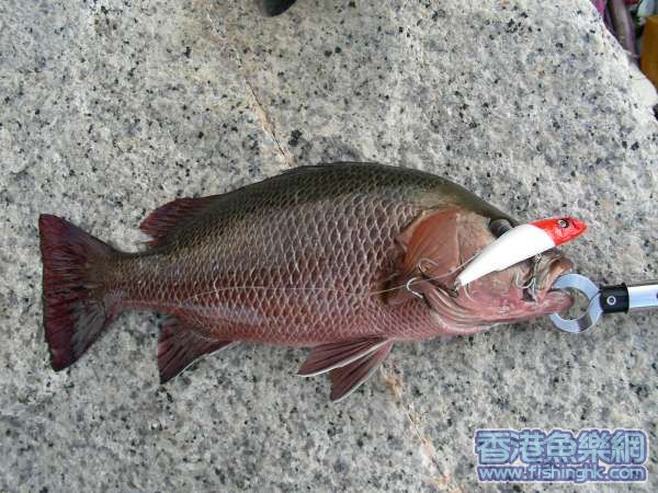 友人甲, 50 cm, 1920g 紅鮋 ( lure: 125mm floating)