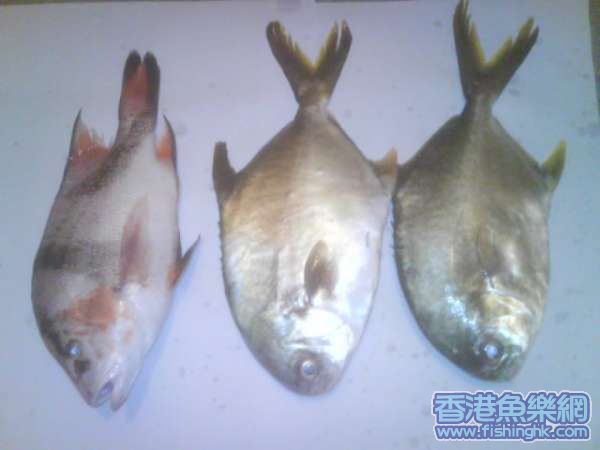 兩倉一雞