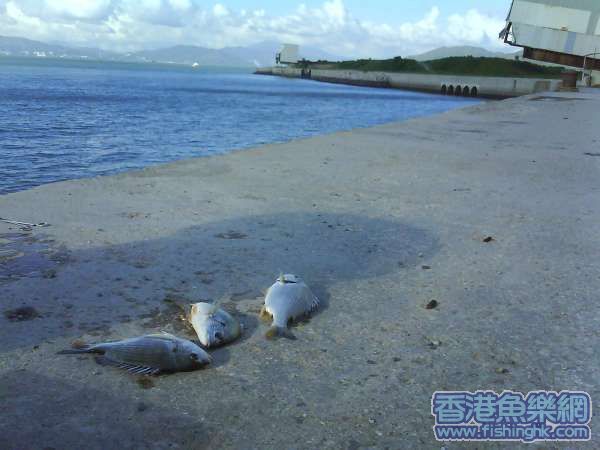 呀黄仔看天下!