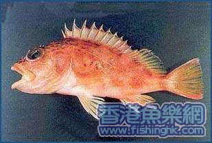 石崇