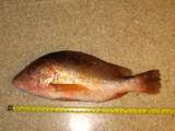 th_IMG_3277.jpg