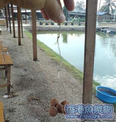 将鱼饼包住钩