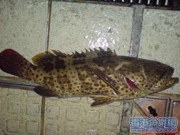 DSC00085.JPG