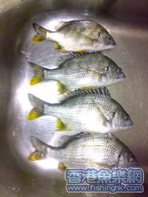4 fish.jpg