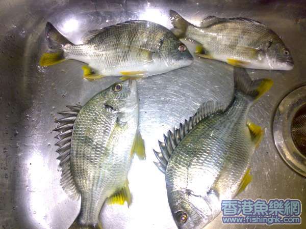yelow tail bream in sink.jpg