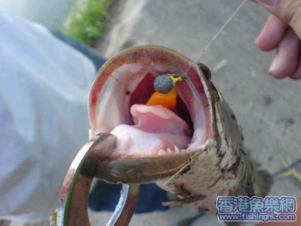 怪物呀!!!