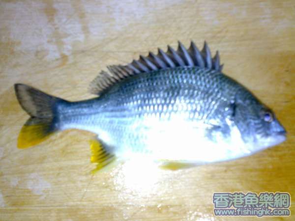 yellow tail bream on chopping board 1.jpg