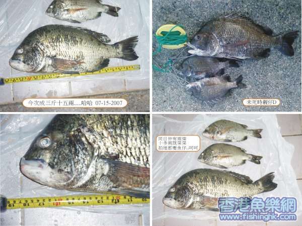 磯釣紀錄魚-2.jpg