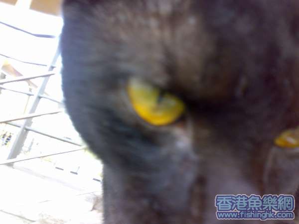 碼頭黑豹, 其實係貓咪