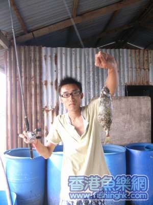 大泥猛亦係獎品魚