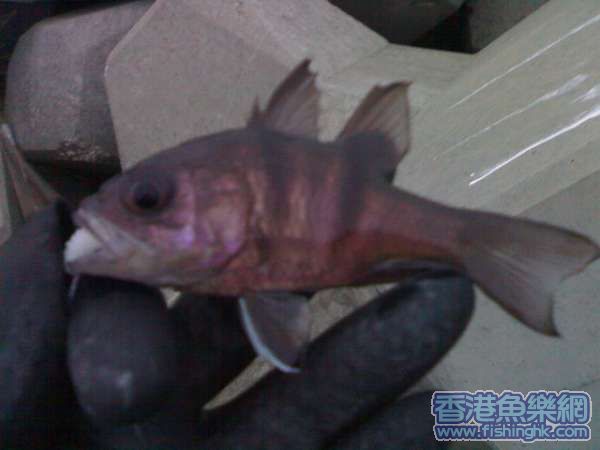 20070306108a.jpg